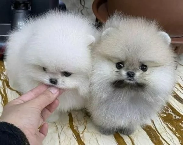 Vendo adorabili cuccioli di Pomerania