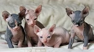Stupendi Gattini sphynx