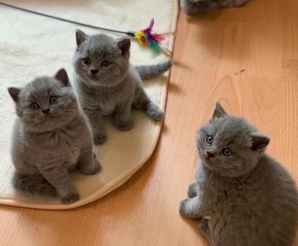 Gattini british shorthair