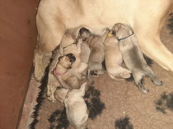 Vendo splendidi cuccioli di Bull Mastiff,