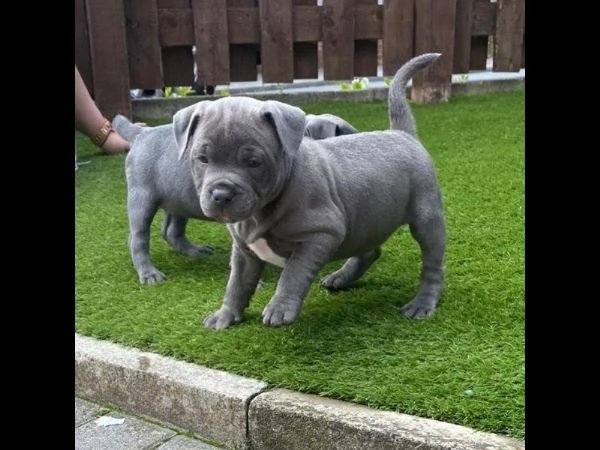 Bellissimi cuccioli di Staffordshire Bull Terrier, | Foto 2