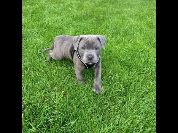 Bellissimi cuccioli di Staffordshire Bull Terrier, | Foto 1