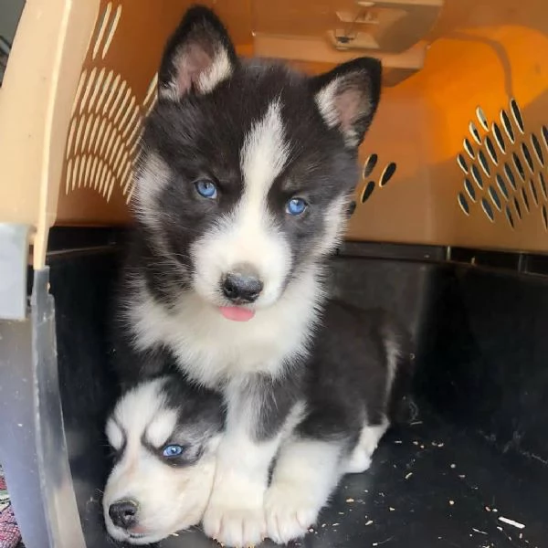 Cuccioli di Husky siberiano. | Foto 3