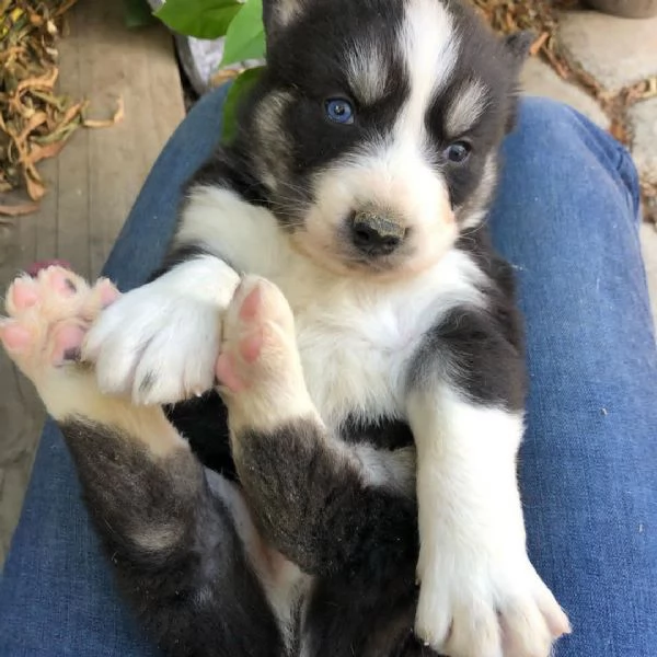 Cuccioli di Husky siberiano. | Foto 1