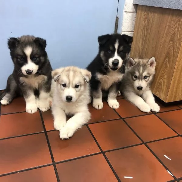 Cuccioli di Husky siberiano.