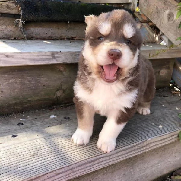 Cuccioli di Husky siberiano. | Foto 0