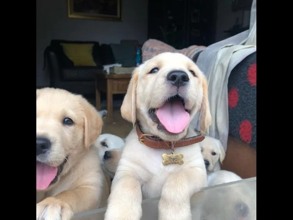 Splendidi cuccioli di Goldador. | Foto 1
