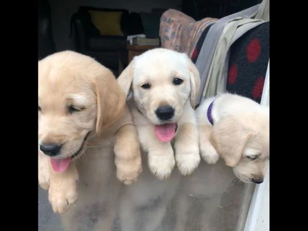 Splendidi cuccioli di Goldador.