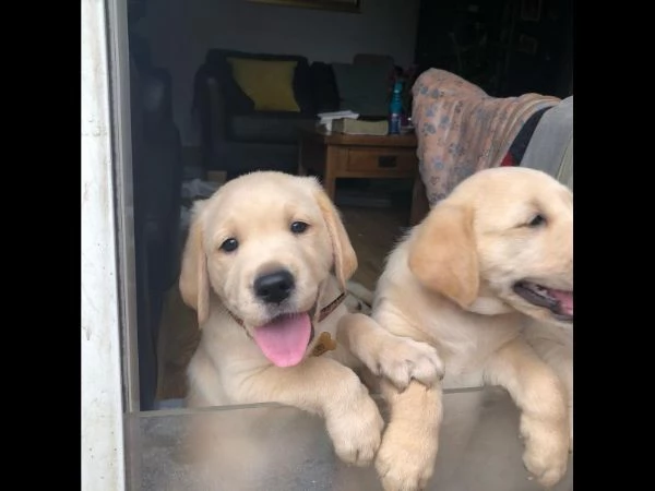 Splendidi cuccioli di Goldador. | Foto 0