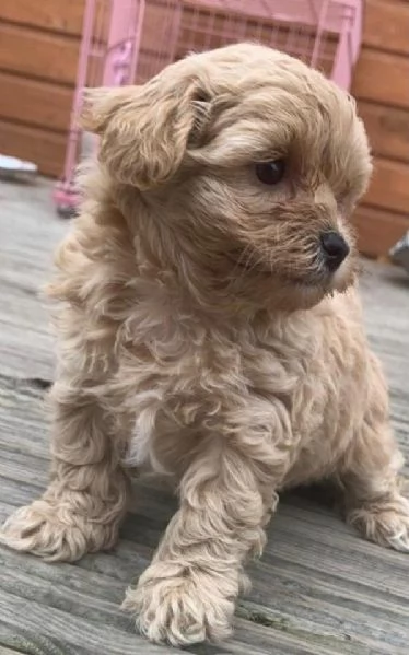 Bellissimi cuccioli di Maltipoo. | Foto 1