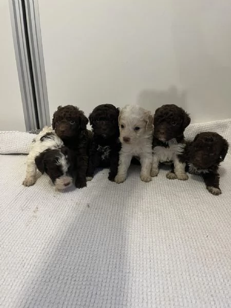 Lagotto Romagnolo cuccioli | Foto 6