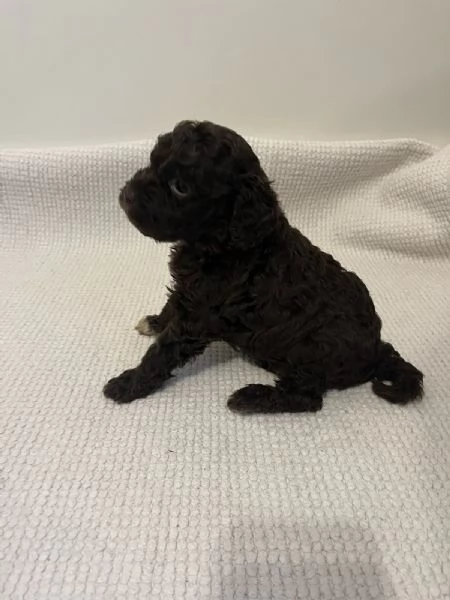 Lagotto Romagnolo cuccioli | Foto 5