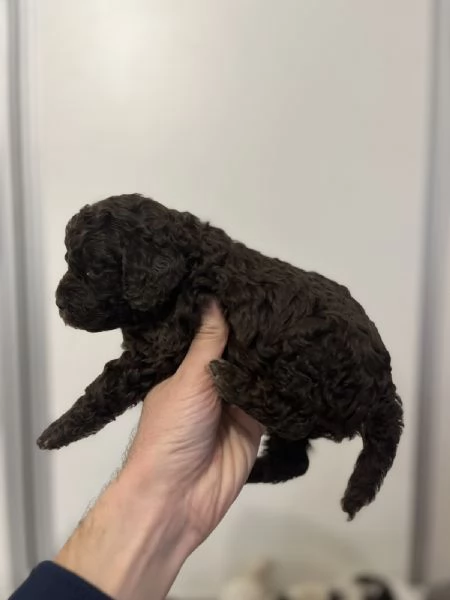 Lagotto Romagnolo cuccioli | Foto 4