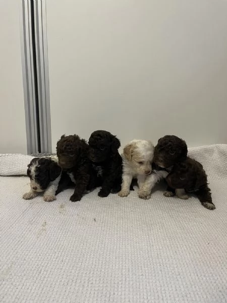 Lagotto Romagnolo cuccioli | Foto 3