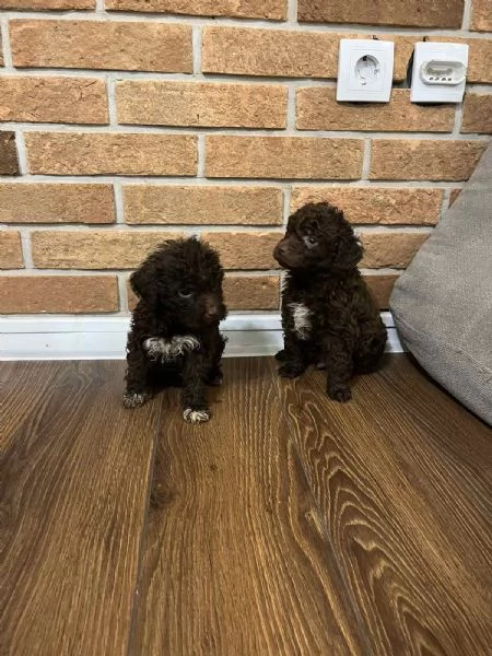 Lagotto Romagnolo cuccioli