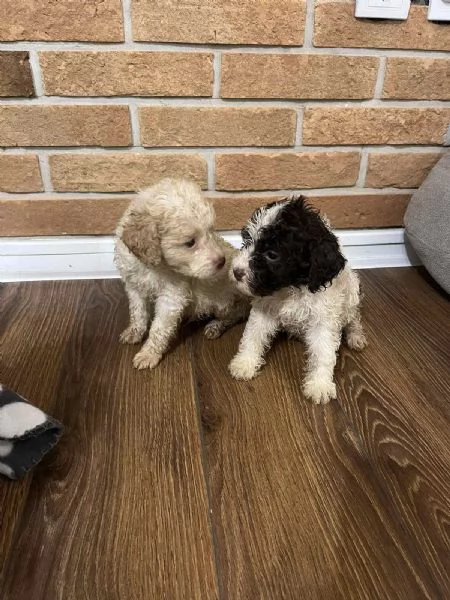 Lagotto Romagnolo cuccioli | Foto 2