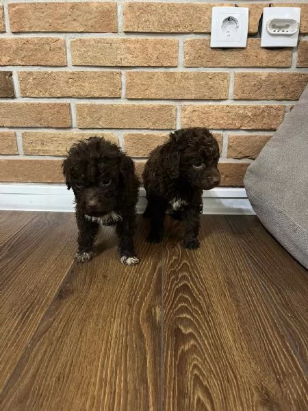 Lagotto Romagnolo cuccioli | Foto 1
