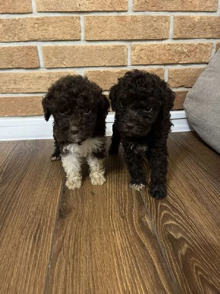 Lagotto Romagnolo cuccioli | Foto 0