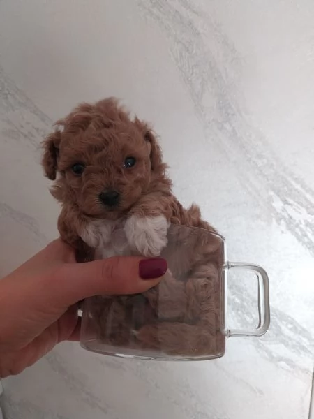 Barboncino toy | Foto 2