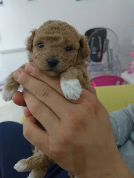 Barboncino toy | Foto 1