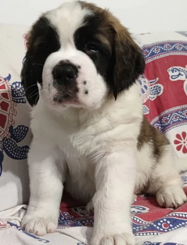  Regalo adorabili cuccioli san bernardo femminucce e maschietti gratuita i cuccioli sono vaccinati s