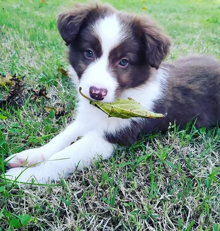 adorabili cuccioli di border collie femminucce e maschietti disponibili . i cuccioli sono vaccinati 