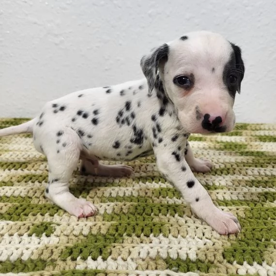 Regalo abbiamo cuccioli di dalmata sono dalmata di dimensioni . sono registrati AKC. sono molto affe