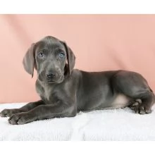 REGALO Cuccioli Weimaraner Ciao siamo un piccolo allevamento amatoriale abbiamo a disposizone degli 
