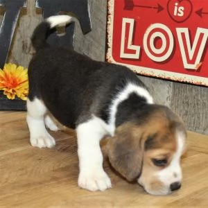 Abbiamo cuccioli di Beagle maschi e femmine