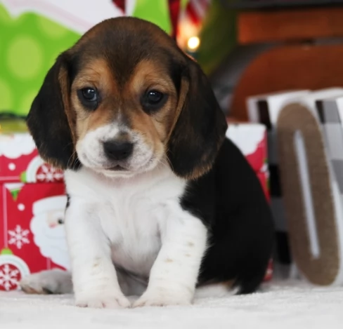 Cuccioli di Beagle