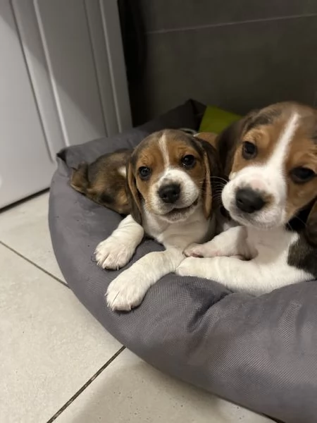 Splendidi cuccioli Beagle  | Foto 2