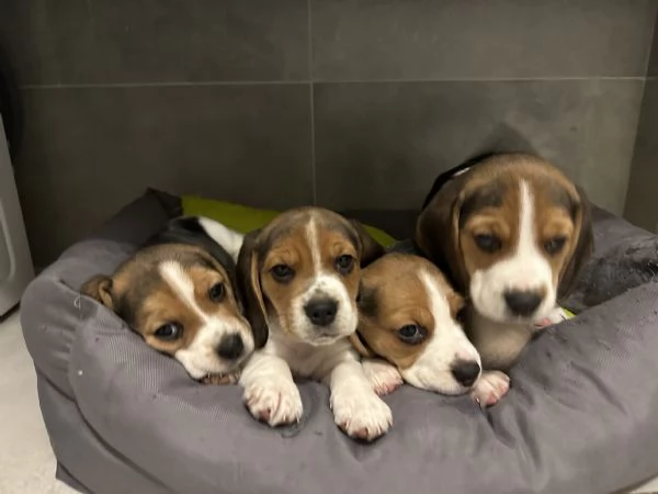 Splendidi cuccioli Beagle  | Foto 1