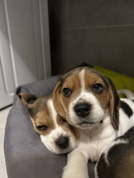 Splendidi cuccioli Beagle 