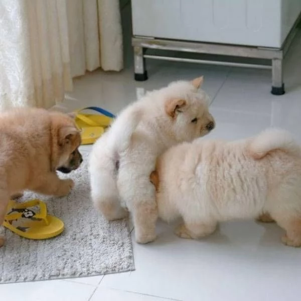 Regalo cuccioli di chow chow femminucce e maschietti 