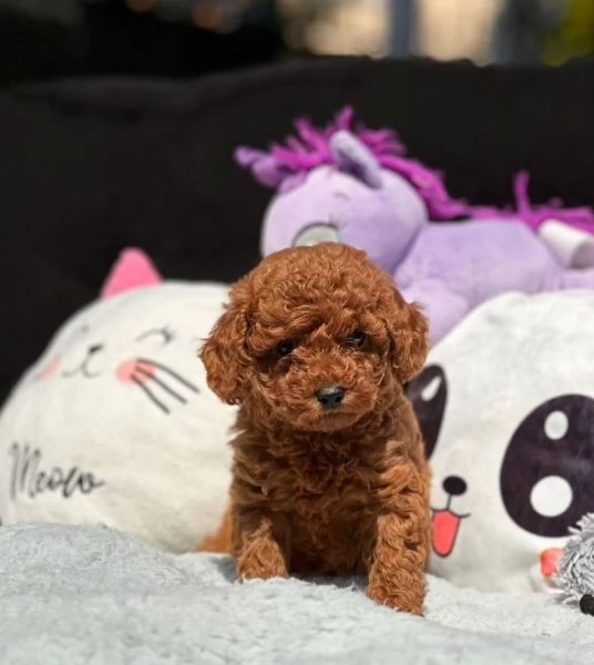 Regalo cuccioli di barboncino