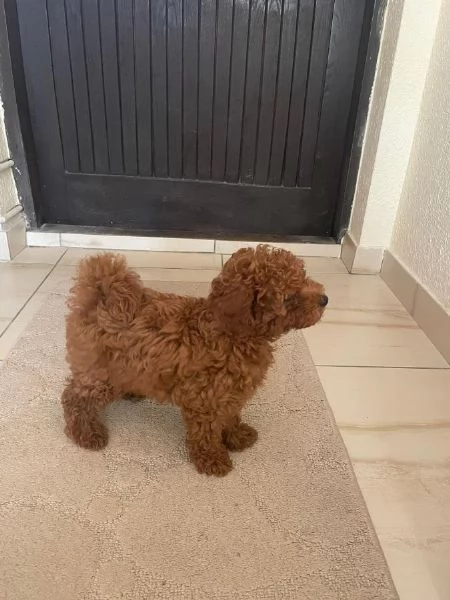 Barboncino Toy Rosso cuccioli in vendita | Foto 1