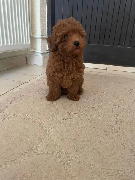 Barboncino Toy Rosso cuccioli in vendita | Foto 0