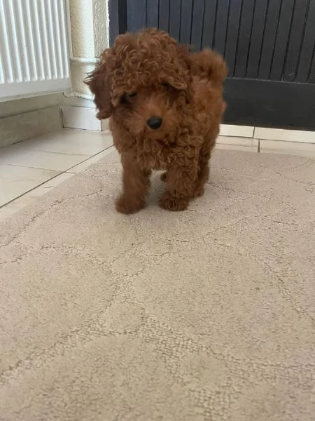 Barboncino Toy Rosso cuccioli in vendita