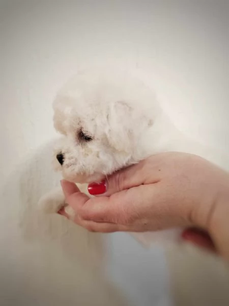 Bichon Frise cucciolo in vendita | Foto 5