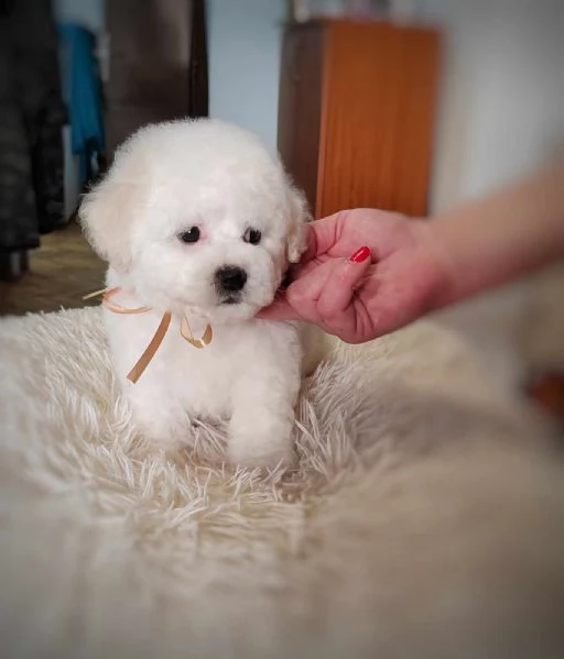 Bichon Frise cucciolo in vendita