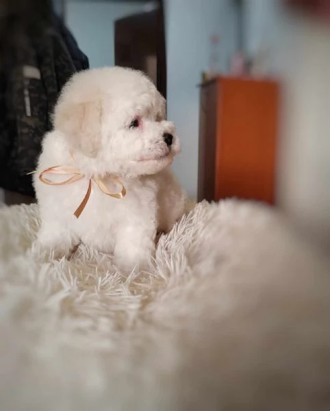 Bichon Frise cucciolo in vendita | Foto 4