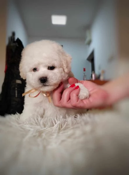 Bichon Frise cucciolo in vendita | Foto 3