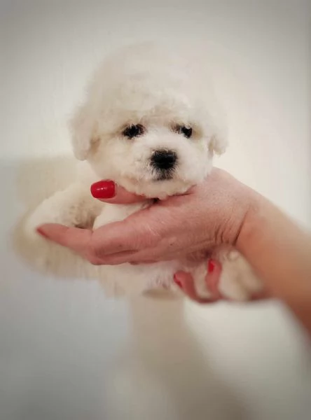 Bichon Frise cucciolo in vendita | Foto 2