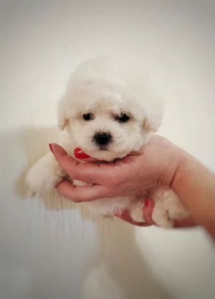 Bichon Frise cucciolo in vendita | Foto 1