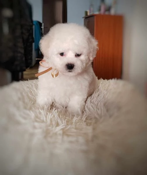 Bichon Frise cucciolo in vendita | Foto 0