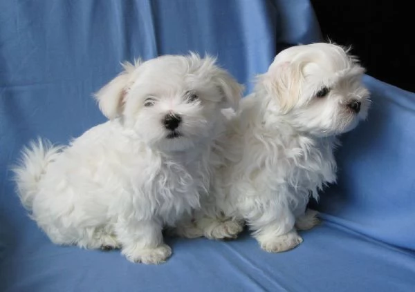 Maltesi cuccioli tutti bianchi | Foto 0