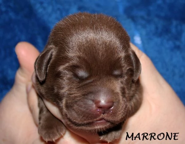 Labrador retriever cuccioli cioccolato | Foto 4