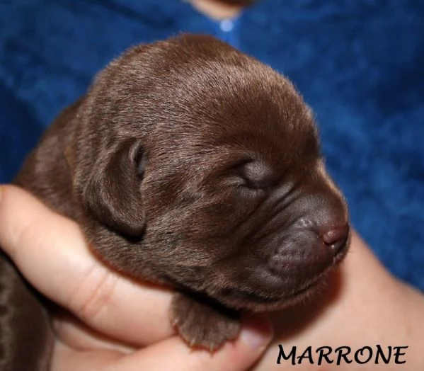 Labrador retriever cuccioli cioccolato | Foto 2