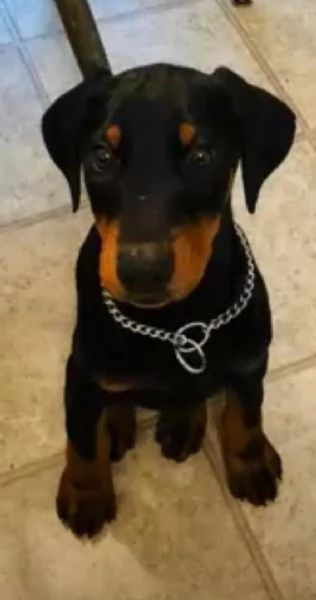 adorabili cuccioli Dobermann femminucce e maschietti disponibili  i cuccioli sono vaccinati svermina