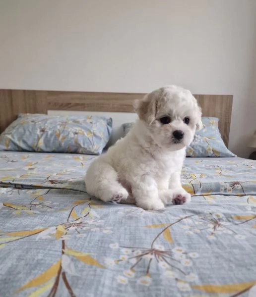 Bichon Frise cuccioli in vendita